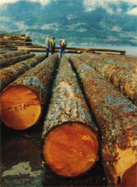 ���؂̃C���[�W